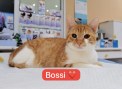 Bossi (5)